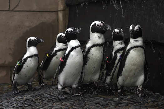 Penguins - Penguin Pavilion at Long Island Aquarium
