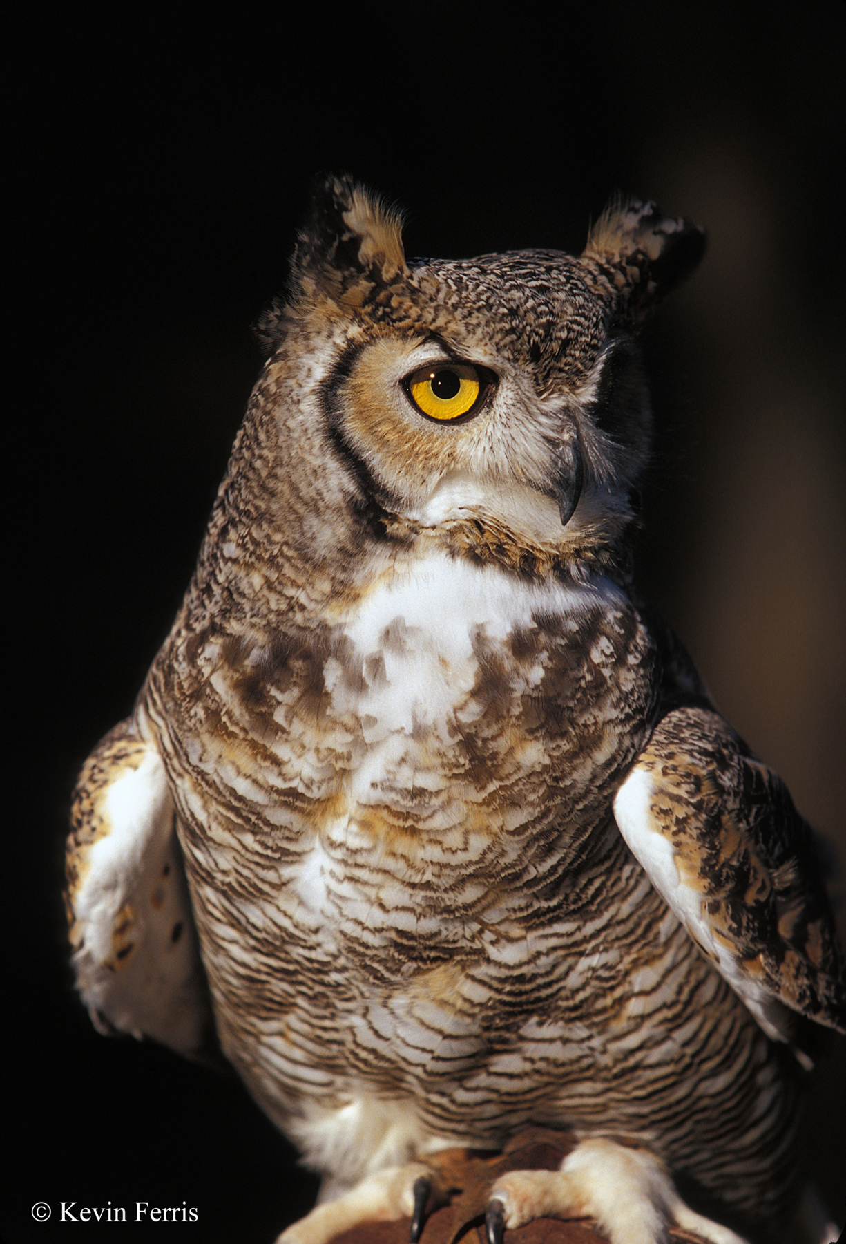 Great Horned Owl - credit: Kevin Ferris
