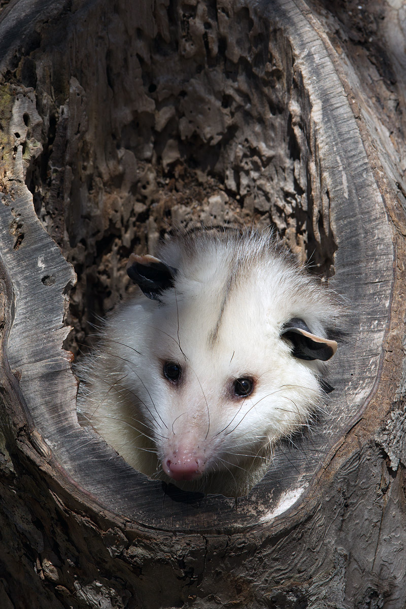 Opossum at QWR - credit: Kevin Ferris