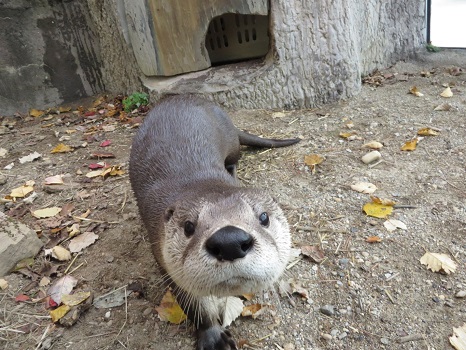 River Otter - Otter Falls at Long Island Aquarium