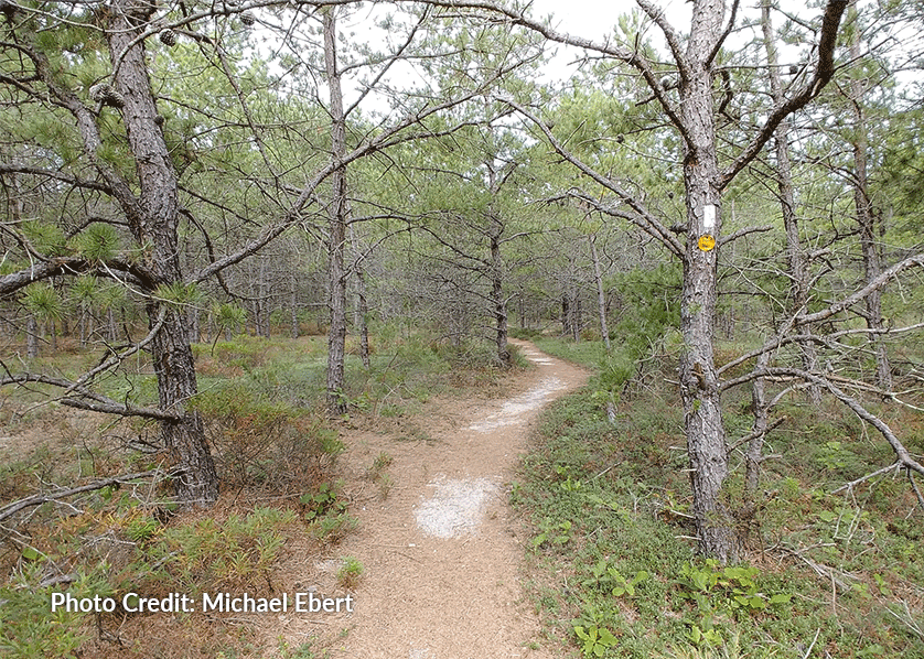 David A. Sarnoff Pine Barrens Preserve - Credit: Michael Ebert