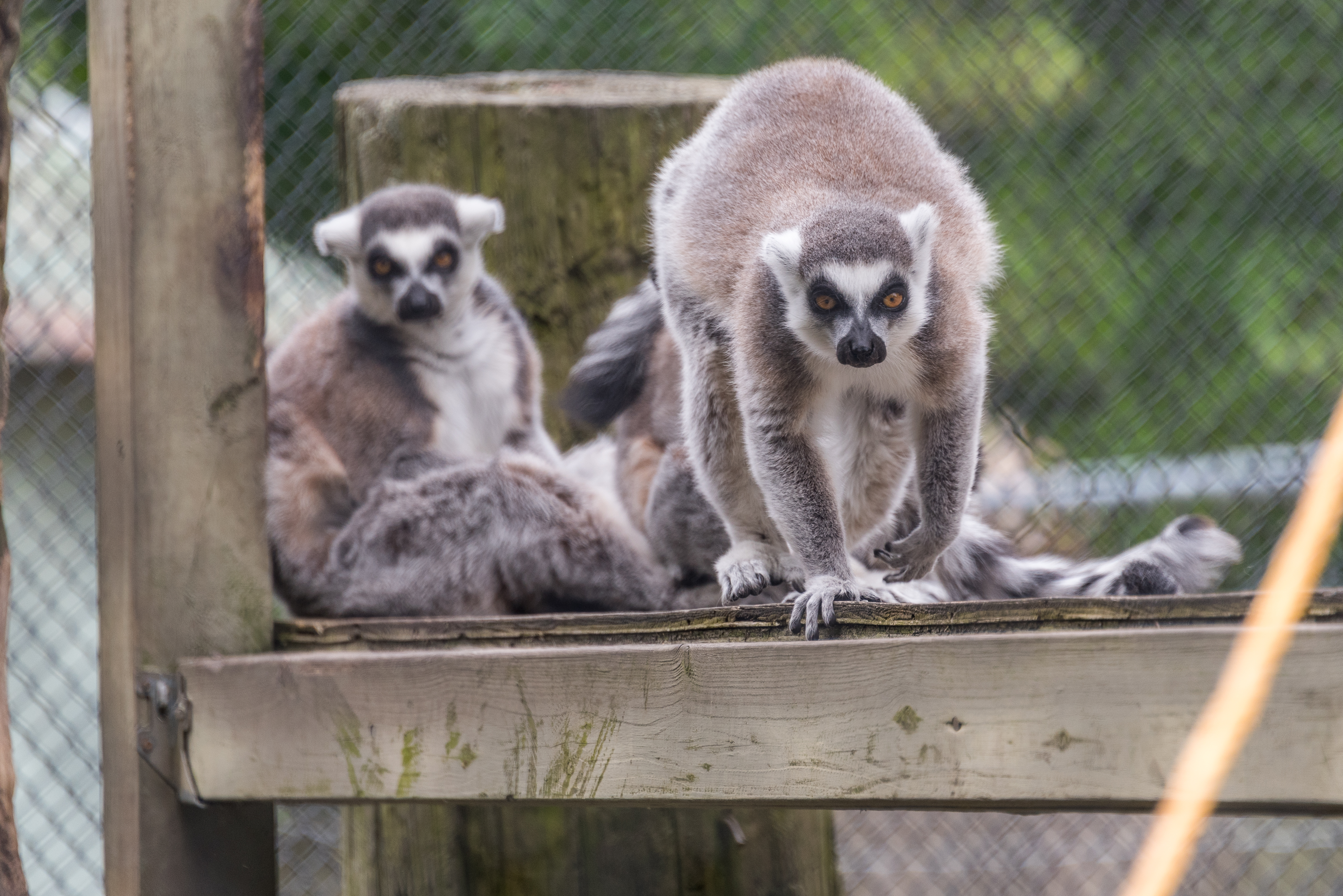Ring-tailed Lemurs