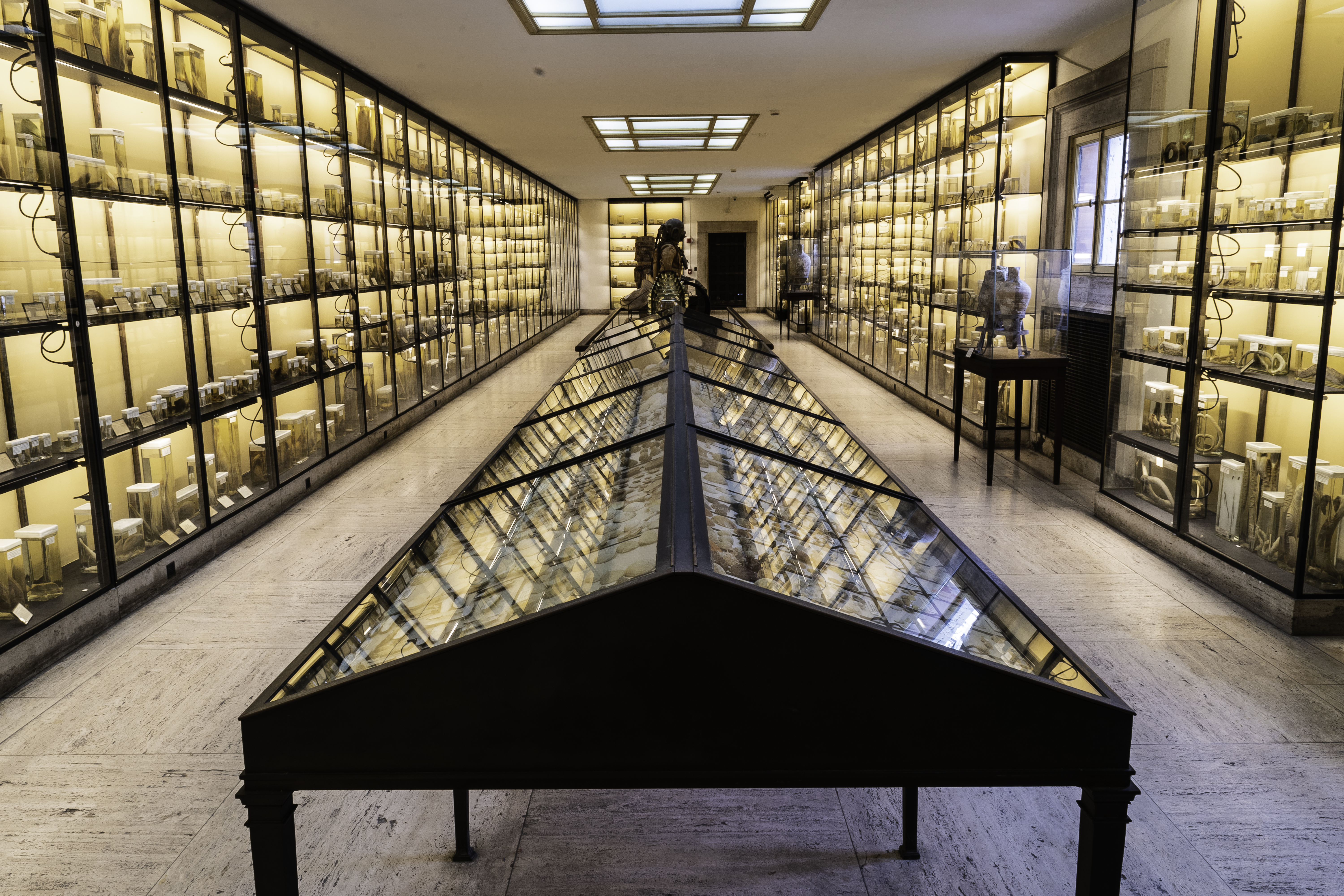 Top Floor Hall of Fishes