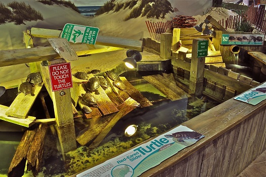 Turtles - Turtle Bay at Long Island Aquarium