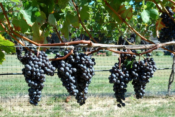 Long Island Wine Tours