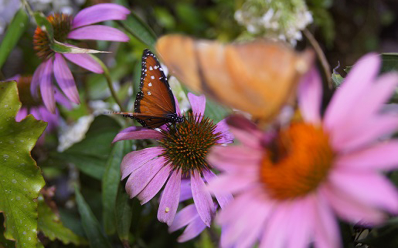 DLI butterfly