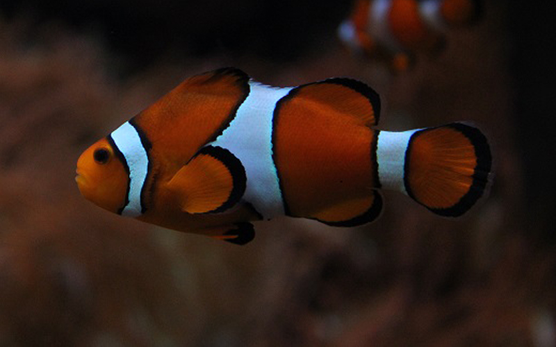 DLI added fish