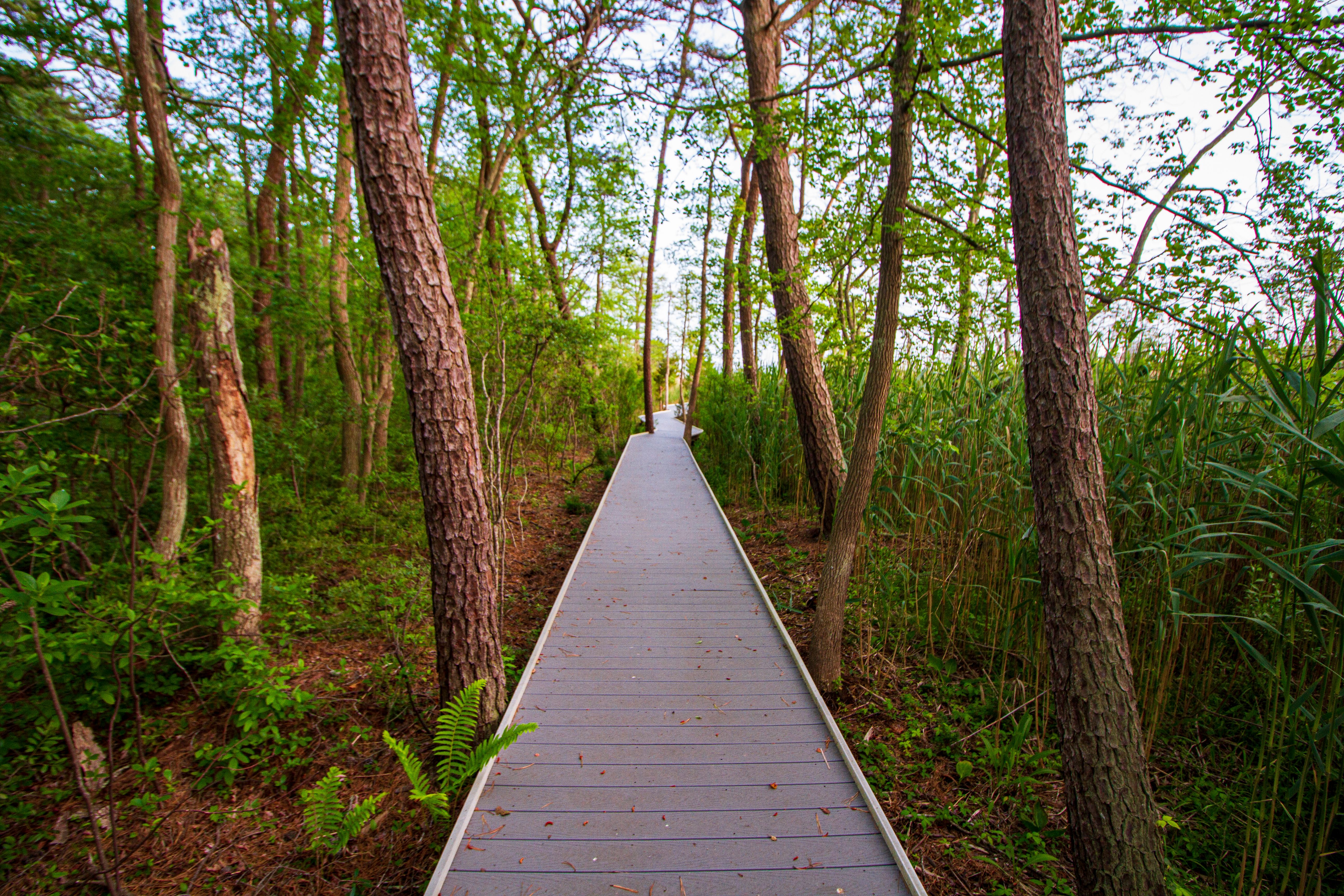 Fairy Dell Boardwalk - credit: Robert Seifert