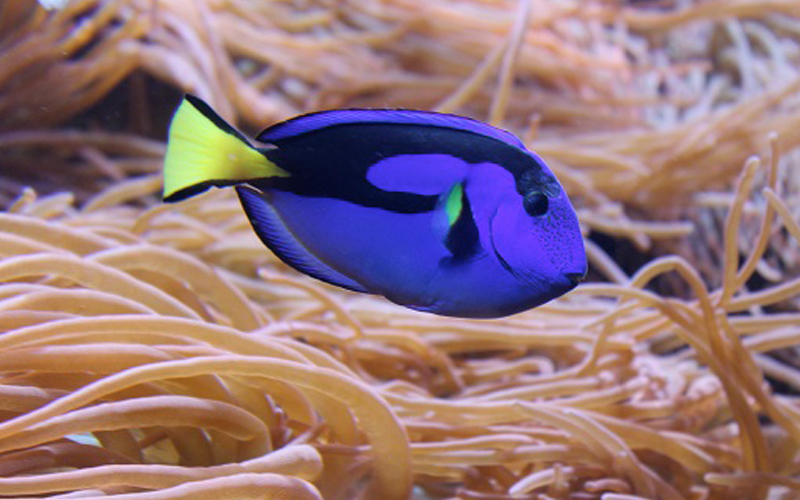 DLI added fish 2