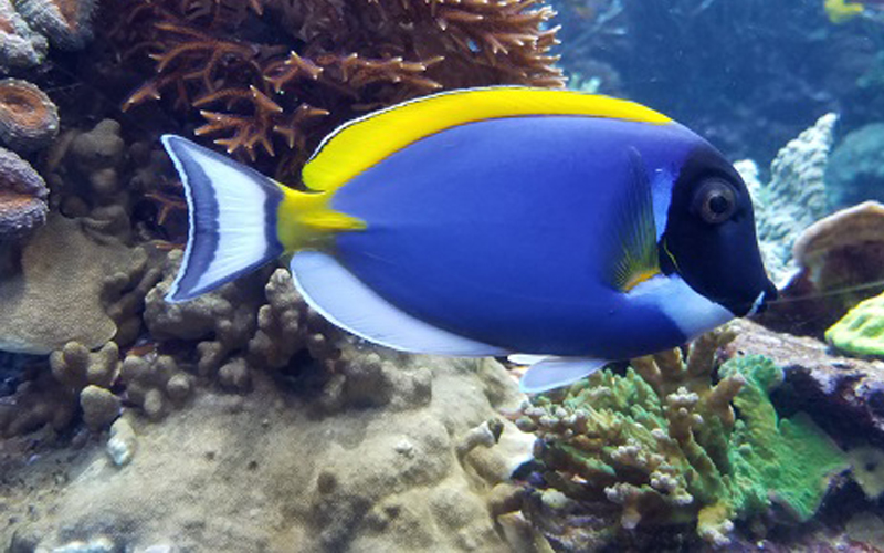 DLI added fish 3