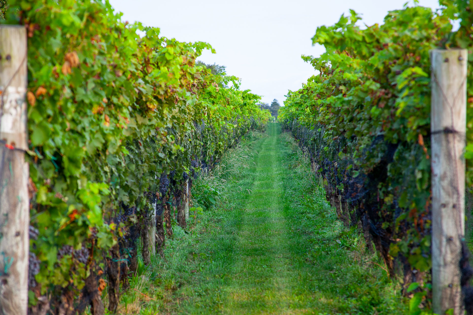 North Cliff Vineyards 1