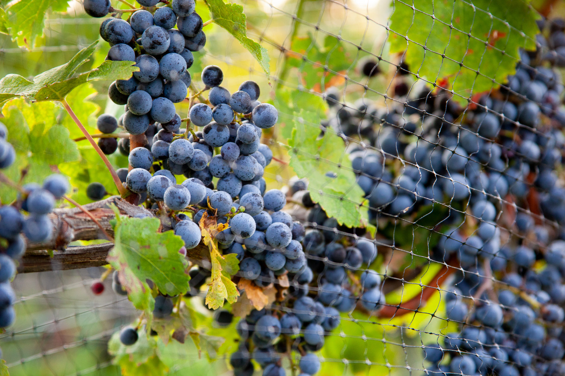 North Cliff Vineyards 2
