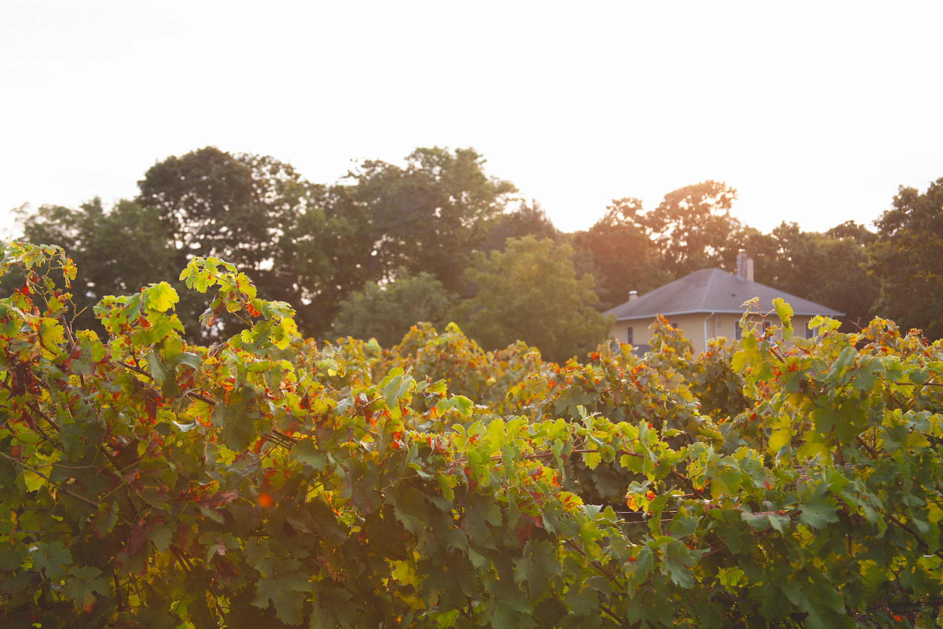 North Cliff Vineyards 3