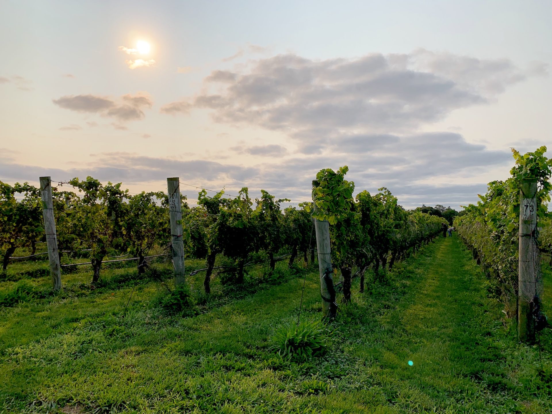 North Cliff Vineyards