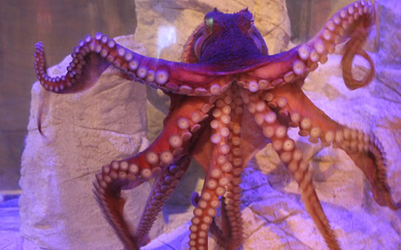DLI added octopus