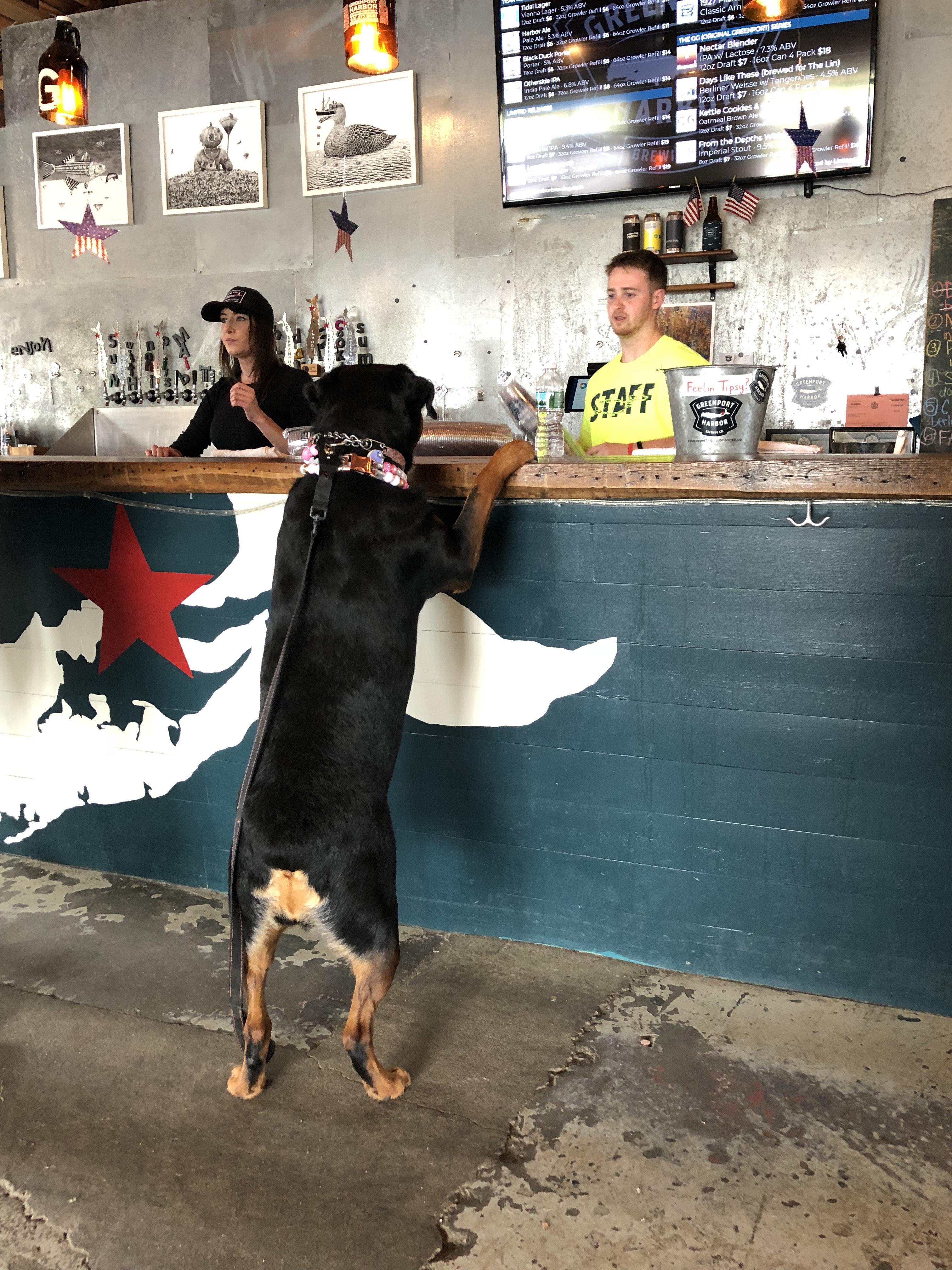 A dog walks into Greenport Harbor Brewery