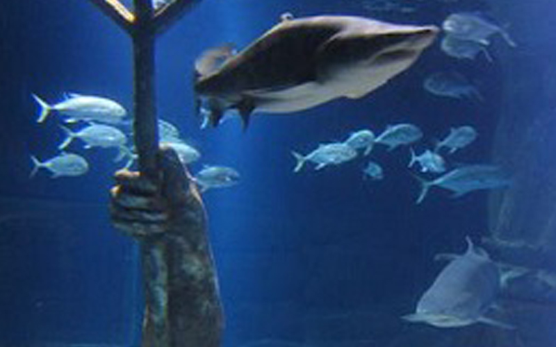DLI added sharks