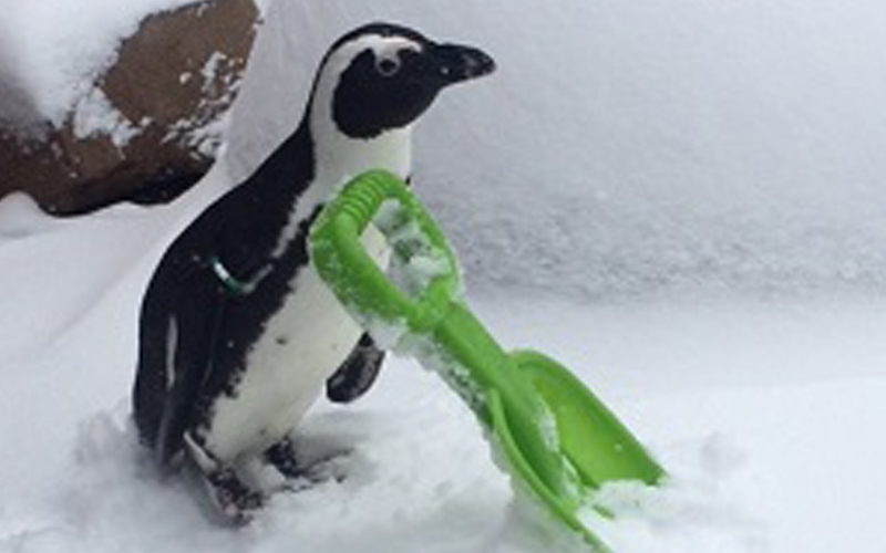 DLI added penguin