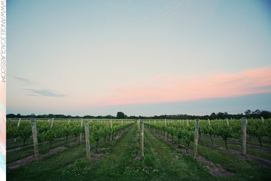 Sparkling Pointe's vines at dusk