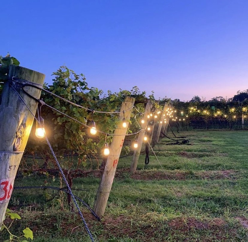 Sparkling Pointe vines at dusk