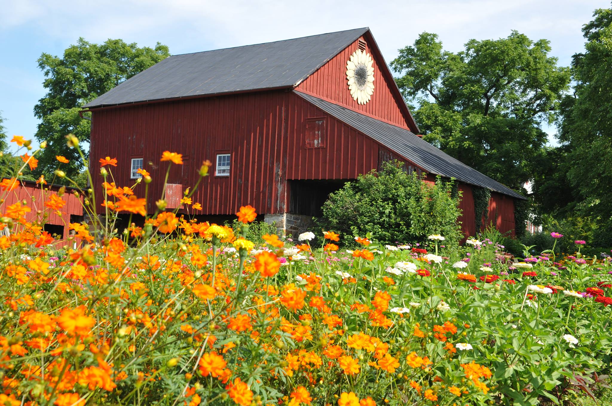 Shops Field of flowers