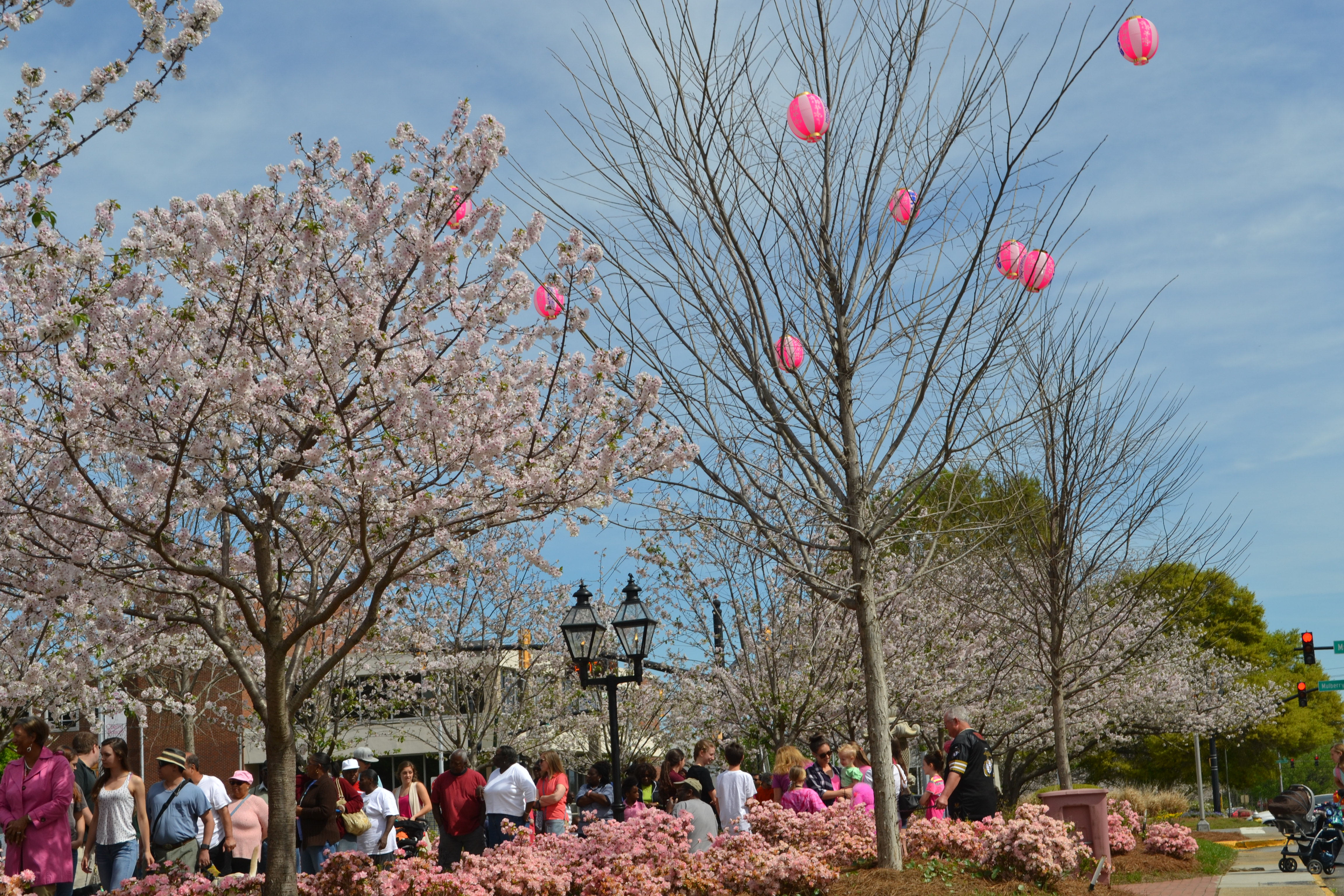 International Cherry Blossom Festival Macon Ga