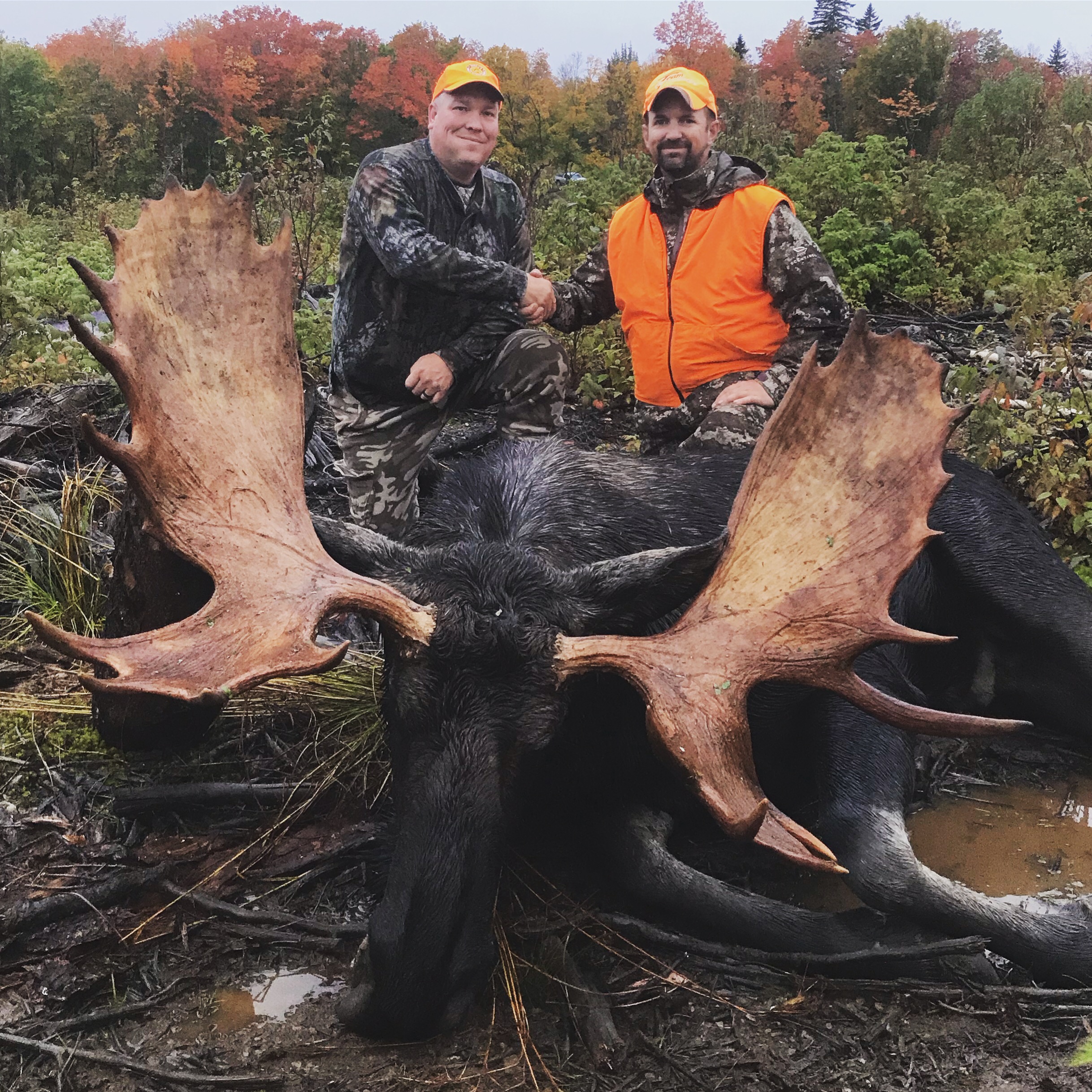 Moose Hunting Maine Experience Guide Service