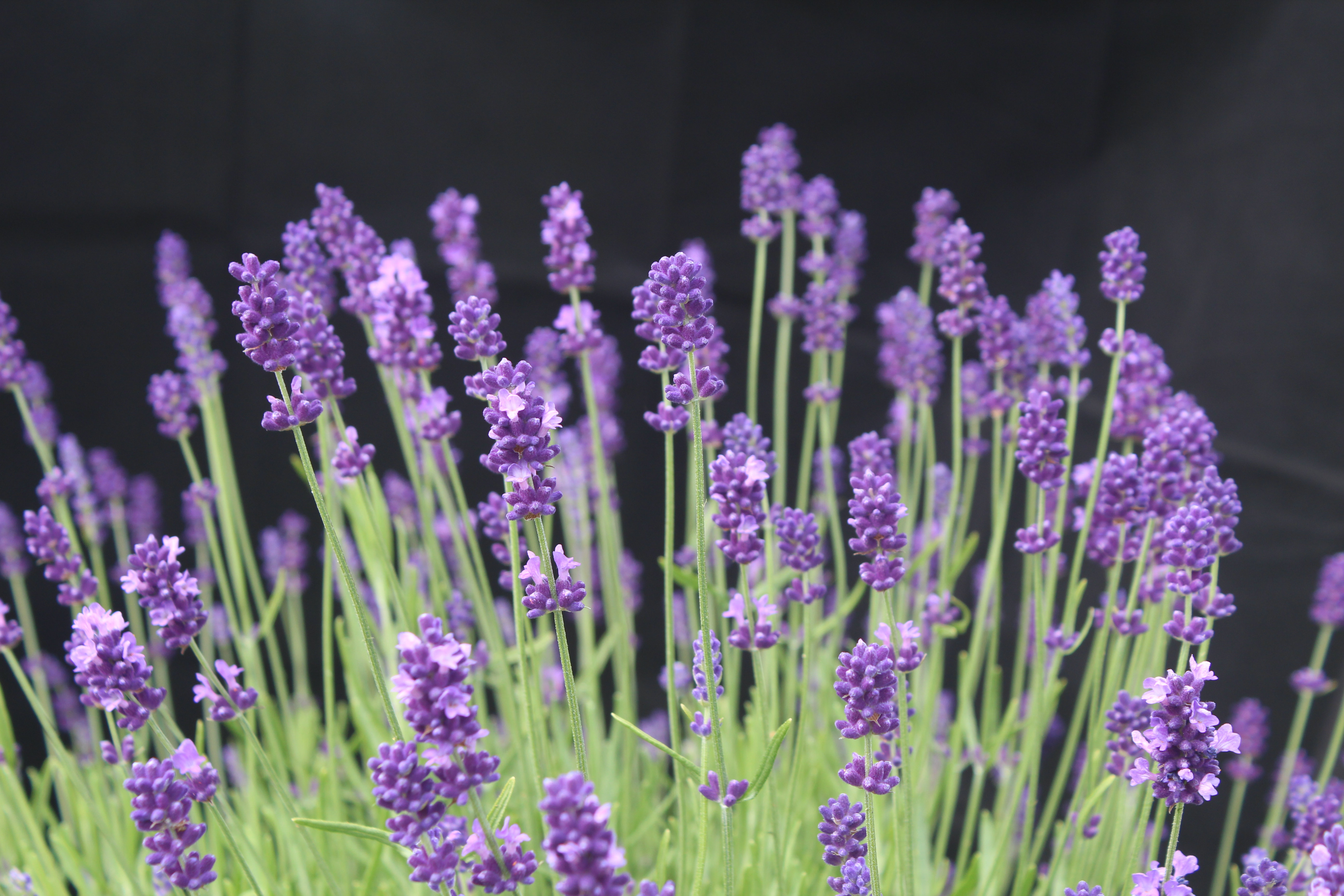 Dried Lavender Bouquet – Moore Manor Lavender
