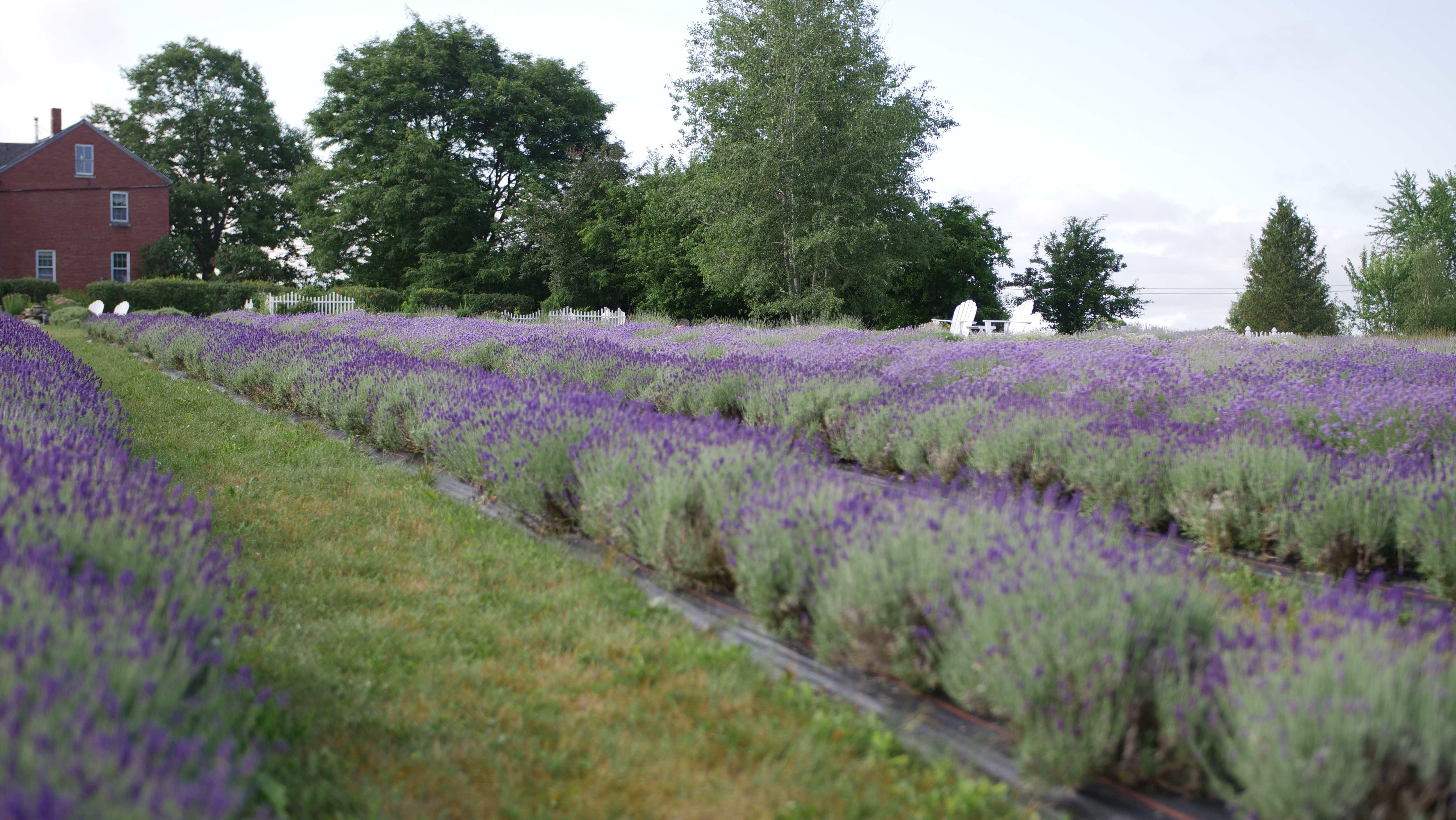 Moore Manor Lavender