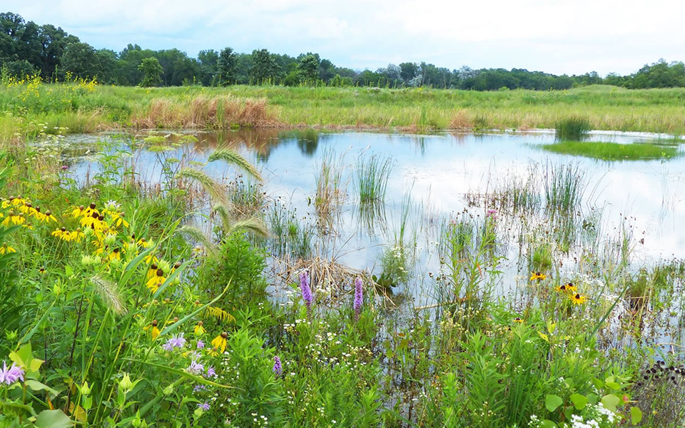 Lake in the Hills Fen Conservation Area
