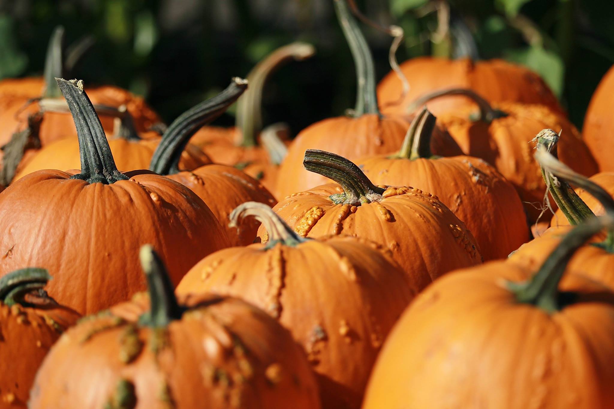 Apple Jack Orchards