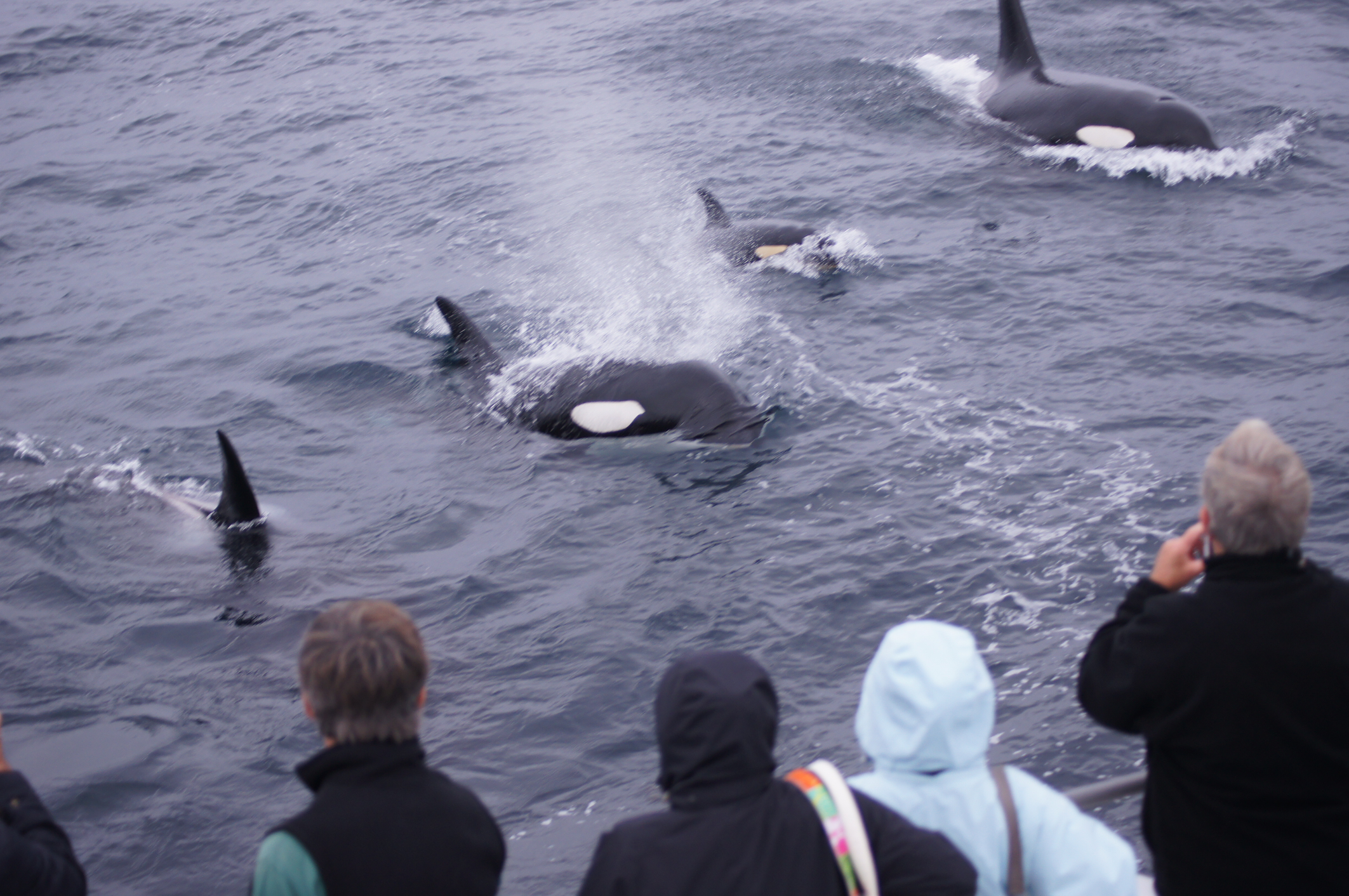 Revised bill to protect Puget Sound orcas doesn't ban whale watching |  king5.com