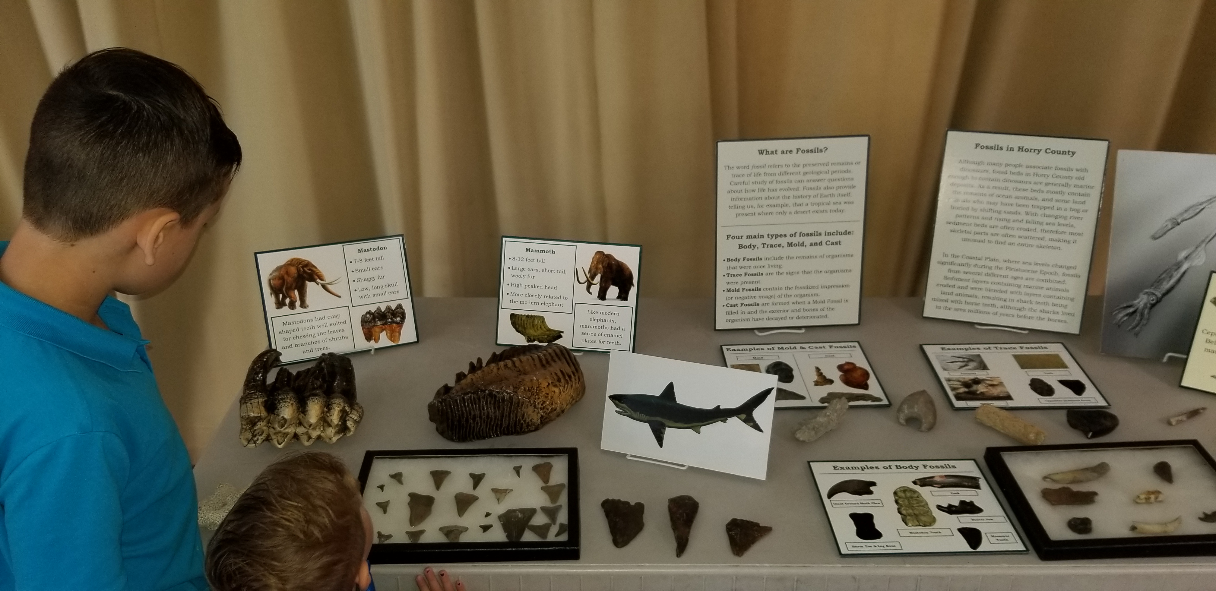 Junior Curators At The Horry County Museum