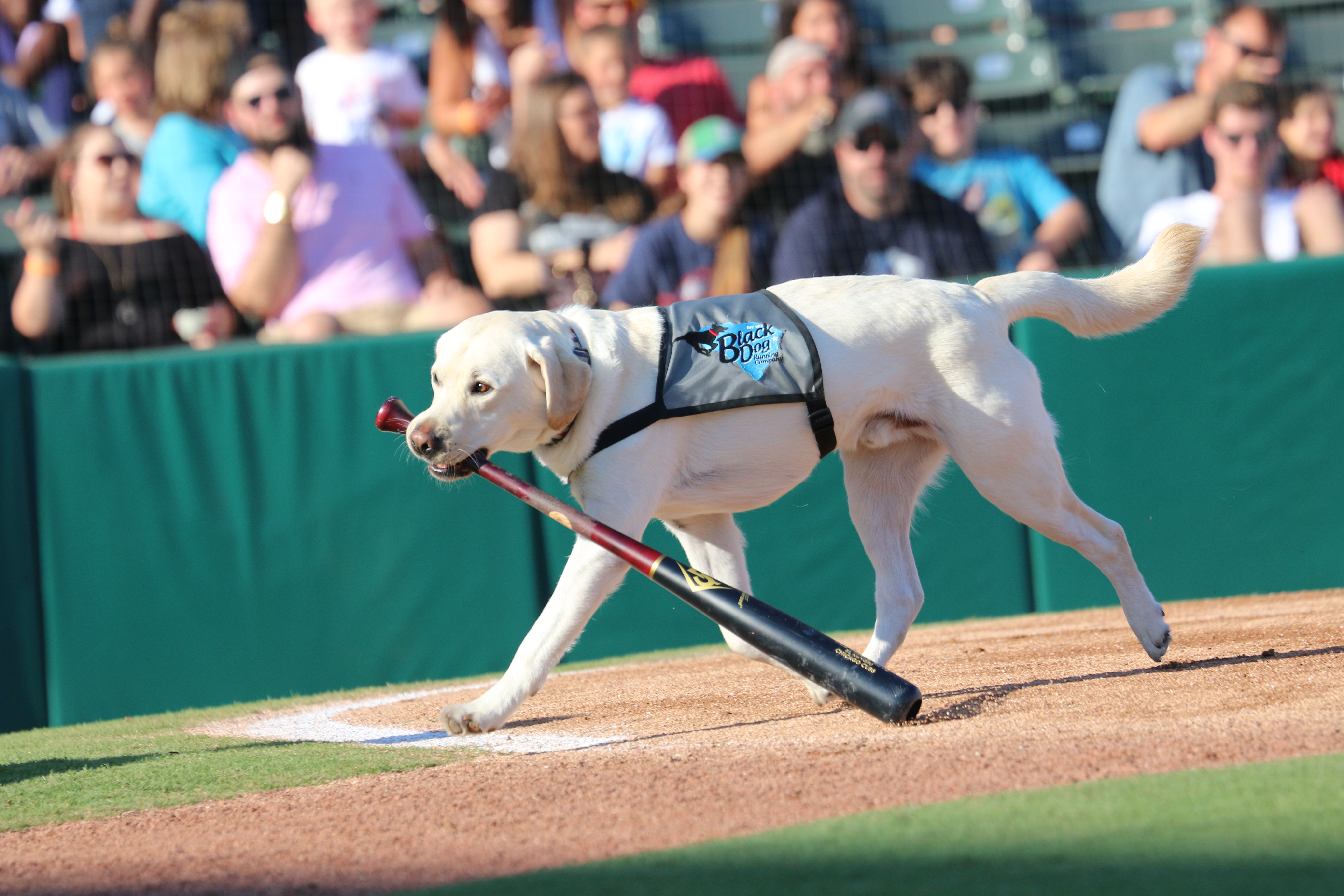 Myrtle Beach Pelicans | Myrtle Beach, SC