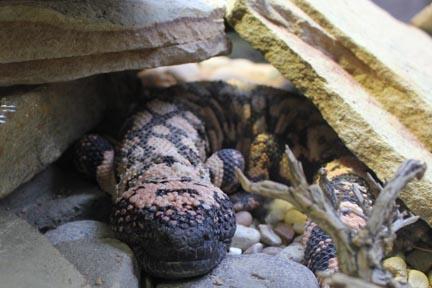 Museum Of Nature & Science Activities