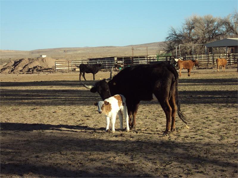 Grass Fed Criollo Beef