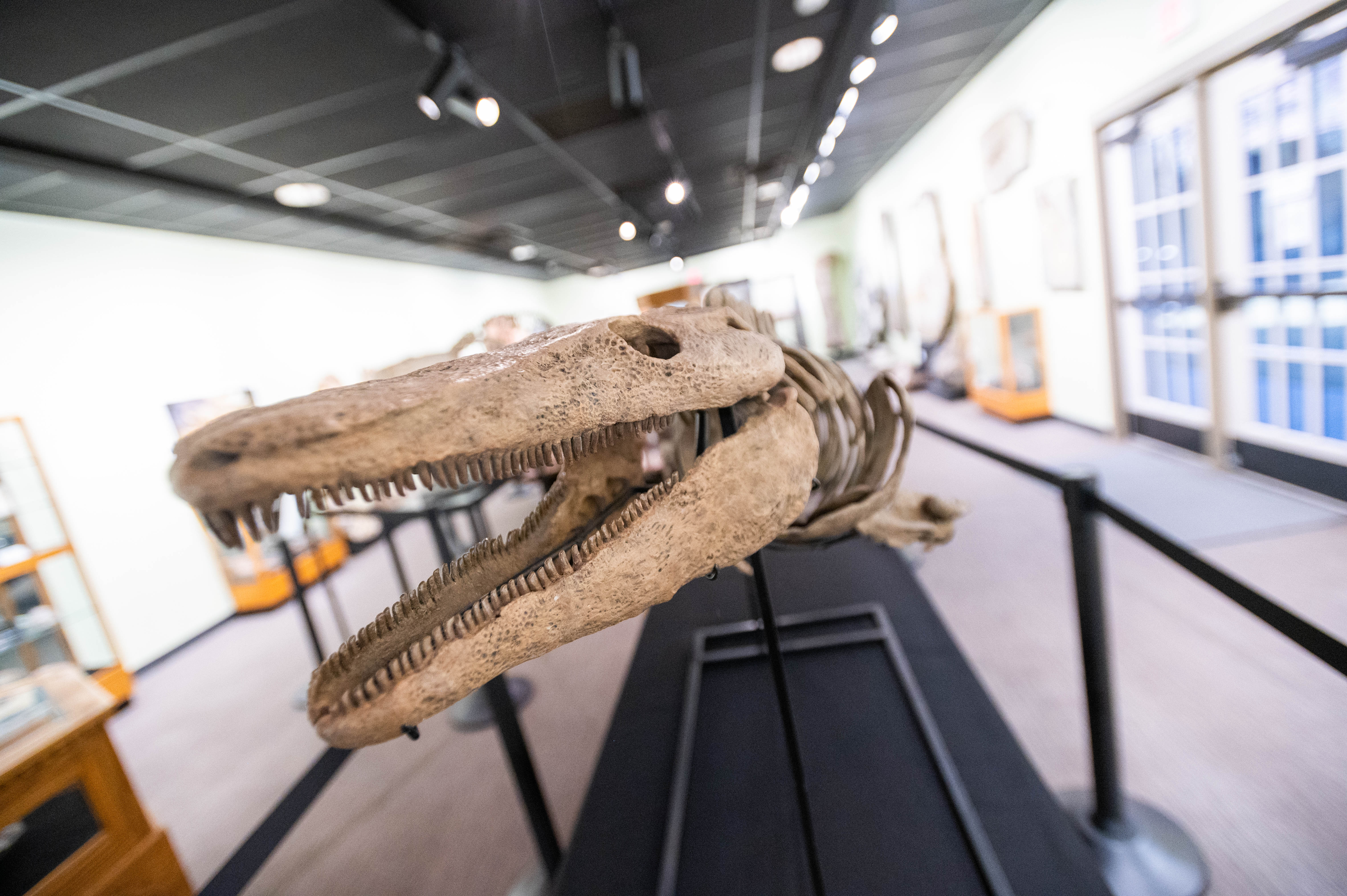 Zuhl Museum: Home of the Zuhl Collection | Las Cruces, NM 88003