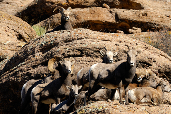 New Mexico Cabin Rentals At Double E Ranch