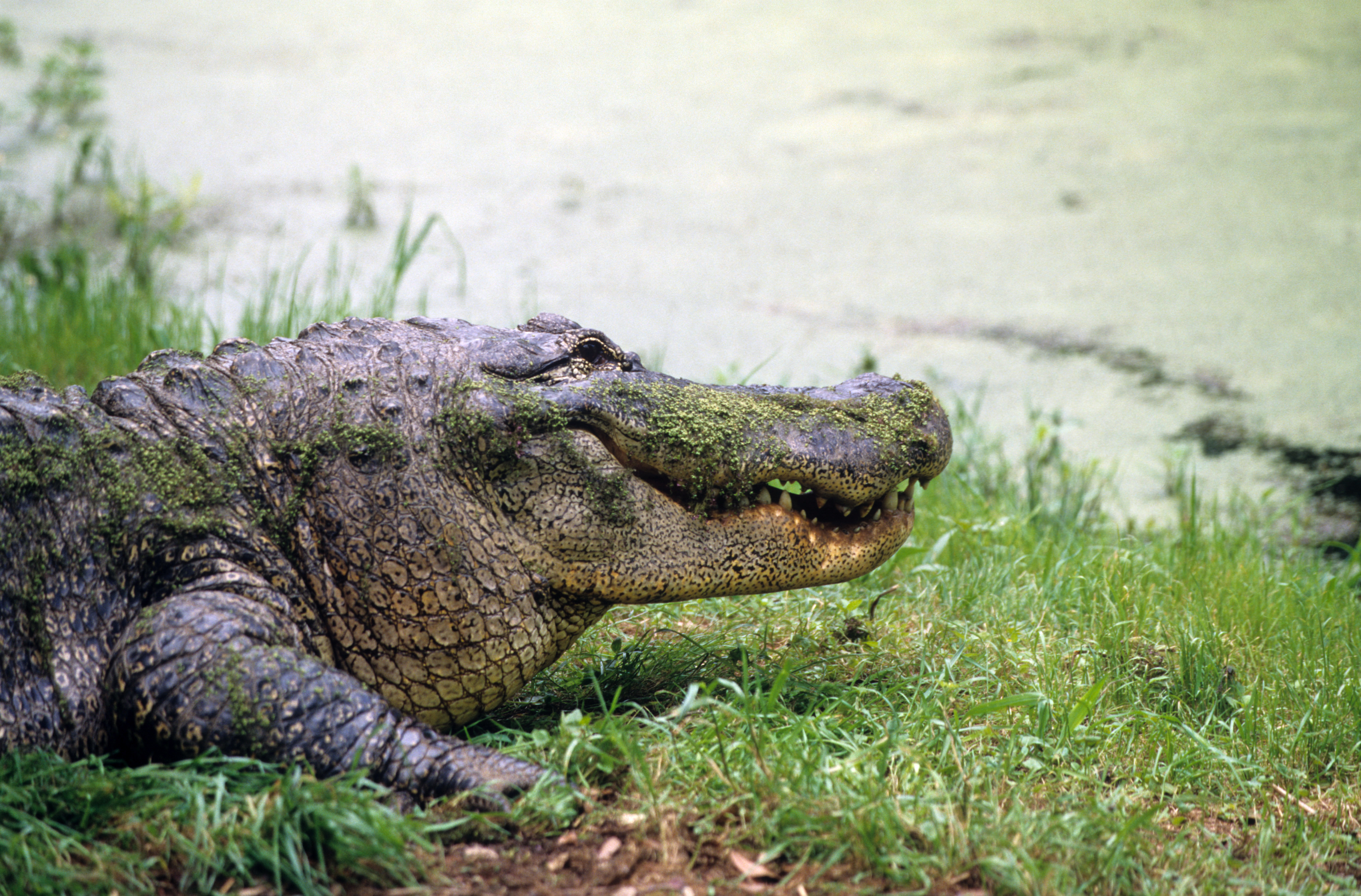 Aububon Zoo