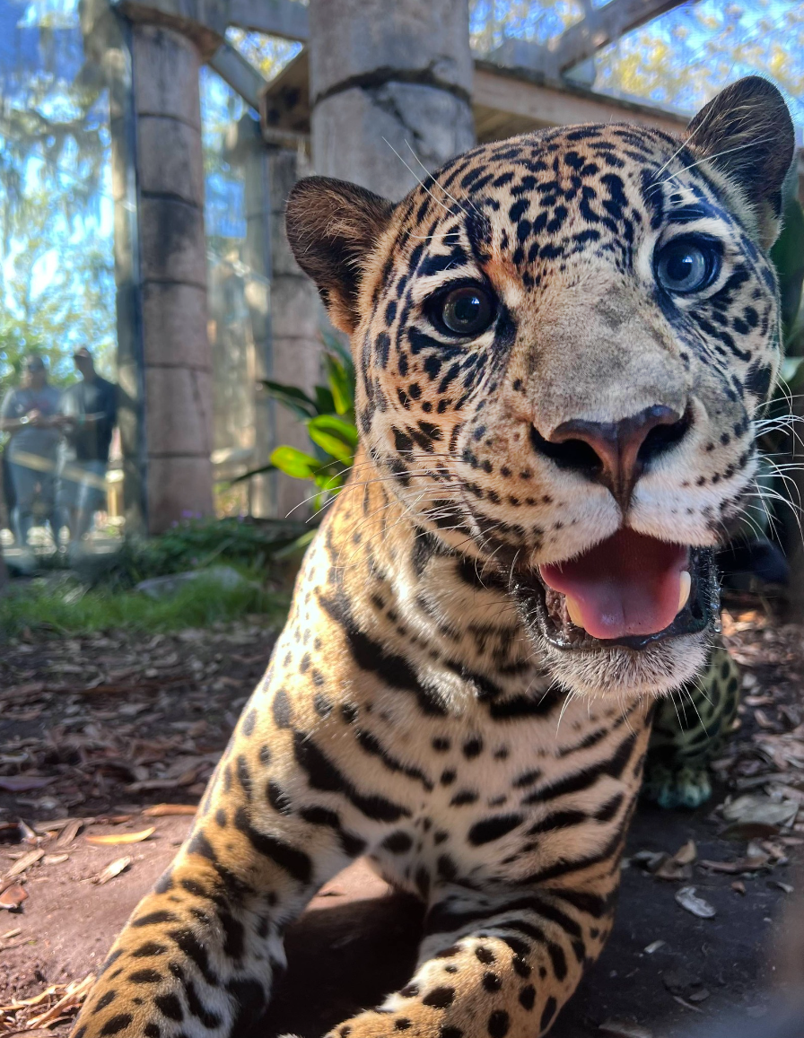 $2.00 Off Audubon Attractions for Amtrak Mardi Gras Ticket Holders, image size:896x1157