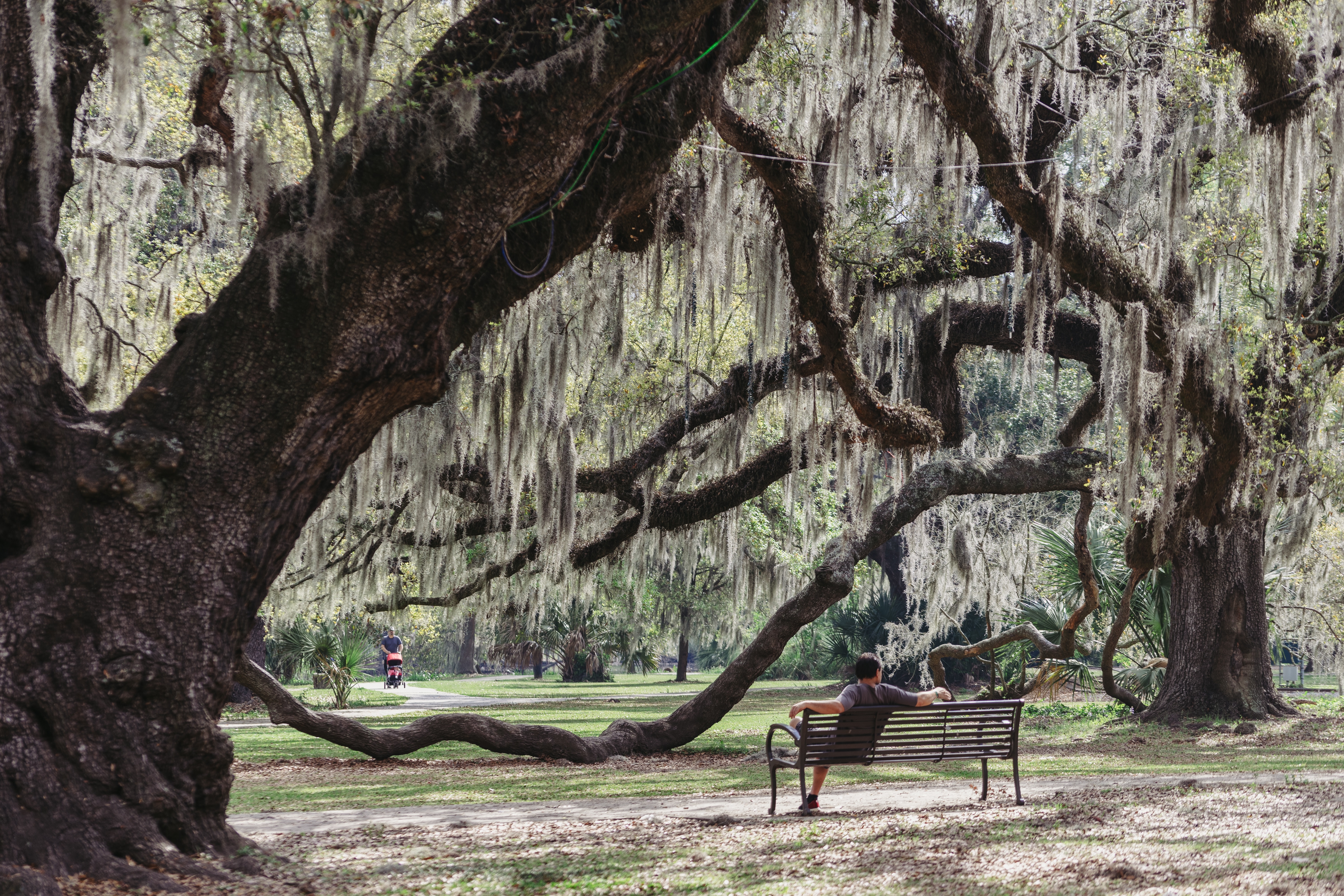 Celebration In The Oaks