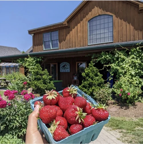 Pick-Your-Own Strawberries at Sweet Berry Farm | Middletown, RI