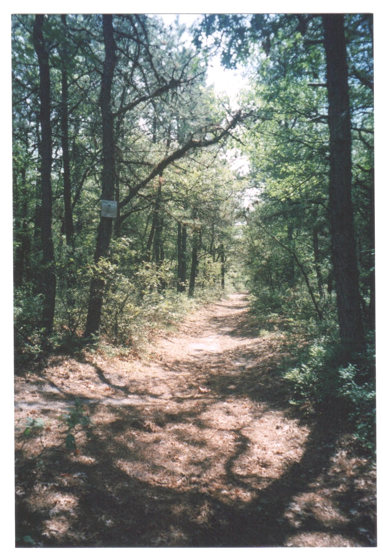 cathedral pines mountain bike trail