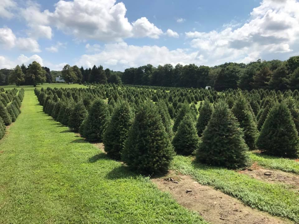 evergreen farms pumpkin patch