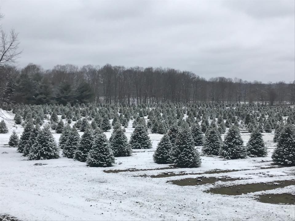 Evergreen Christmas Tree Farm Wassaic Ny Which christmas tree variety