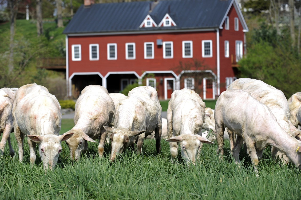 Image result for Old Chatham Sheepherding Company Farm