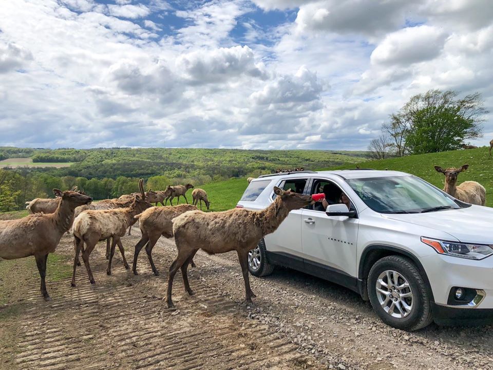 Hidden Valley Animal Adventure Varysburg Ny 14167