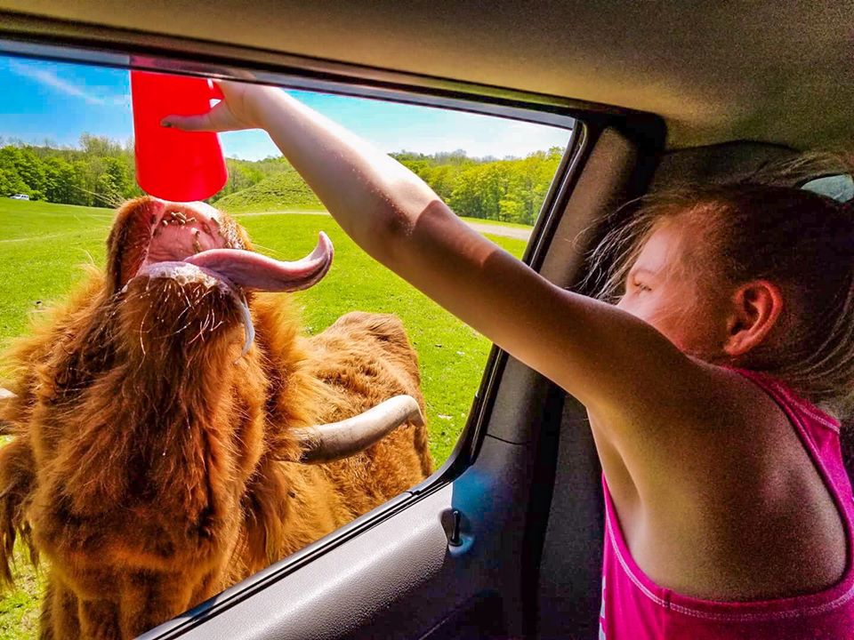 Hidden Valley Animal Adventure Varysburg Ny 14167