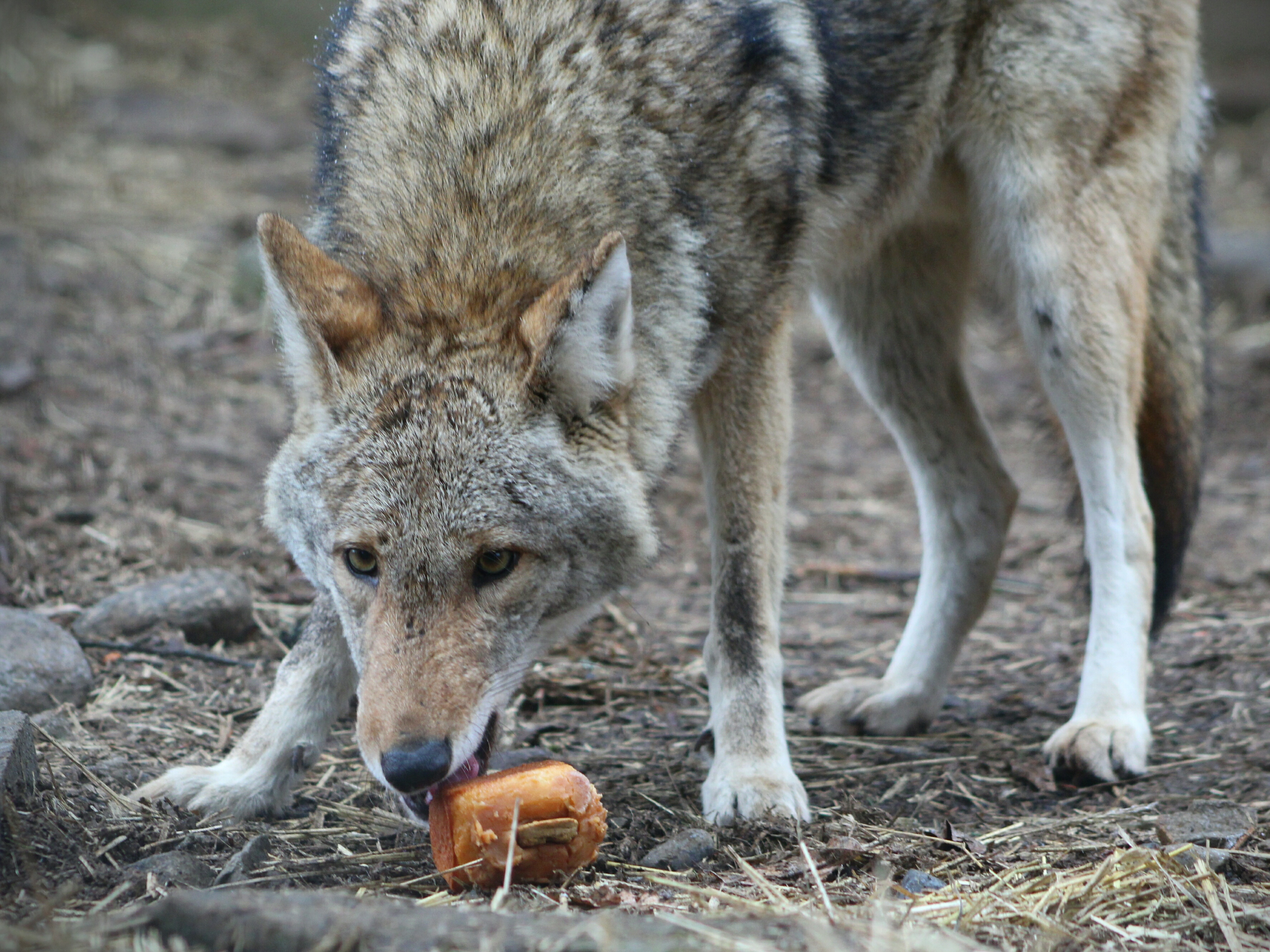 The Wolf Mountain Nature Center, Inc. | Smyrna, NY 13464-2216