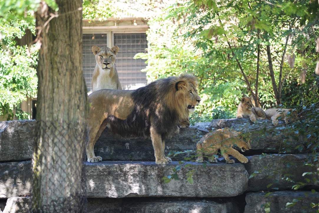Buffalo Zoo Buffalo Ny 14214
